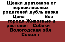 Щенки дратхаара от первоклассных  родителей(дубль вязка) › Цена ­ 22 000 - Все города Животные и растения » Собаки   . Вологодская обл.,Сокол г.